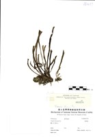 藏品(書帶蕨)的圖片